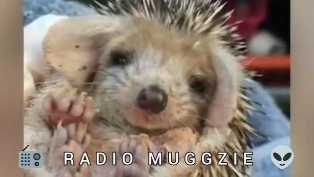 POSSIBLY THE CUTEST HEDGEHOG MUSIC VIDEO EVER 😍 😊
