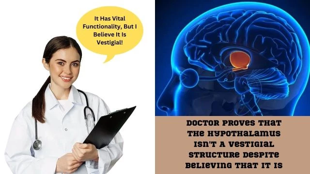 Doctor Proves That The Hypothalamus Isn't A Vestigial Structure Despite Believing That It Is