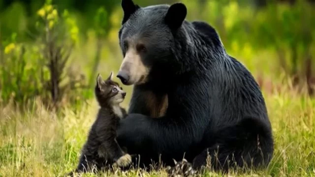 CANADIAN BLACK BEAR ADOPTS KITTEN